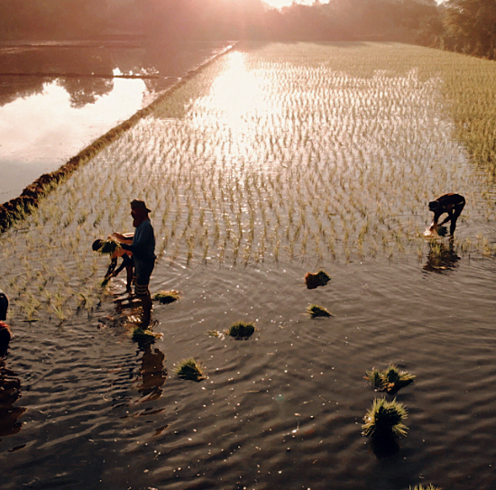 You Should Know: Local Rice is Healthier Than Imported Rice